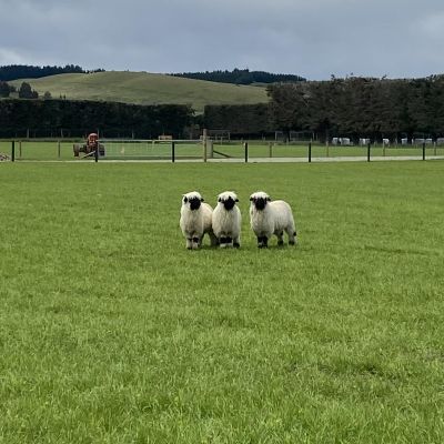 Banner Middle Image 1