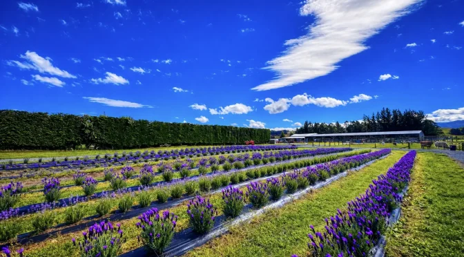 Woodstone Farm Weddings - Te Anau - New Zealand