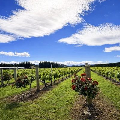 Woodstone Farm Weddings - Te Anau - New Zealand