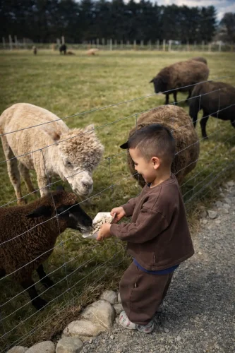 Feeding Time At The Farm